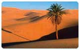 Palme in Wüste